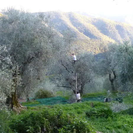 Casarovear Detached House In Olive Yard